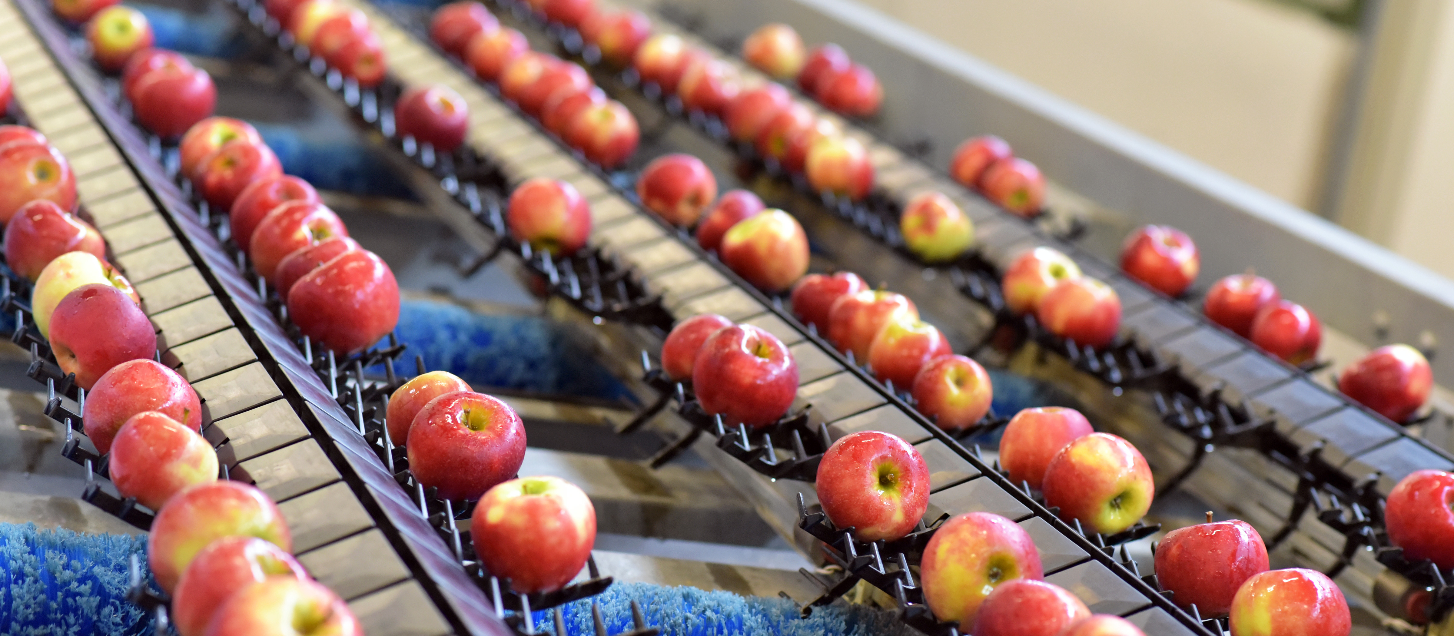 Apples on a conveyer belt