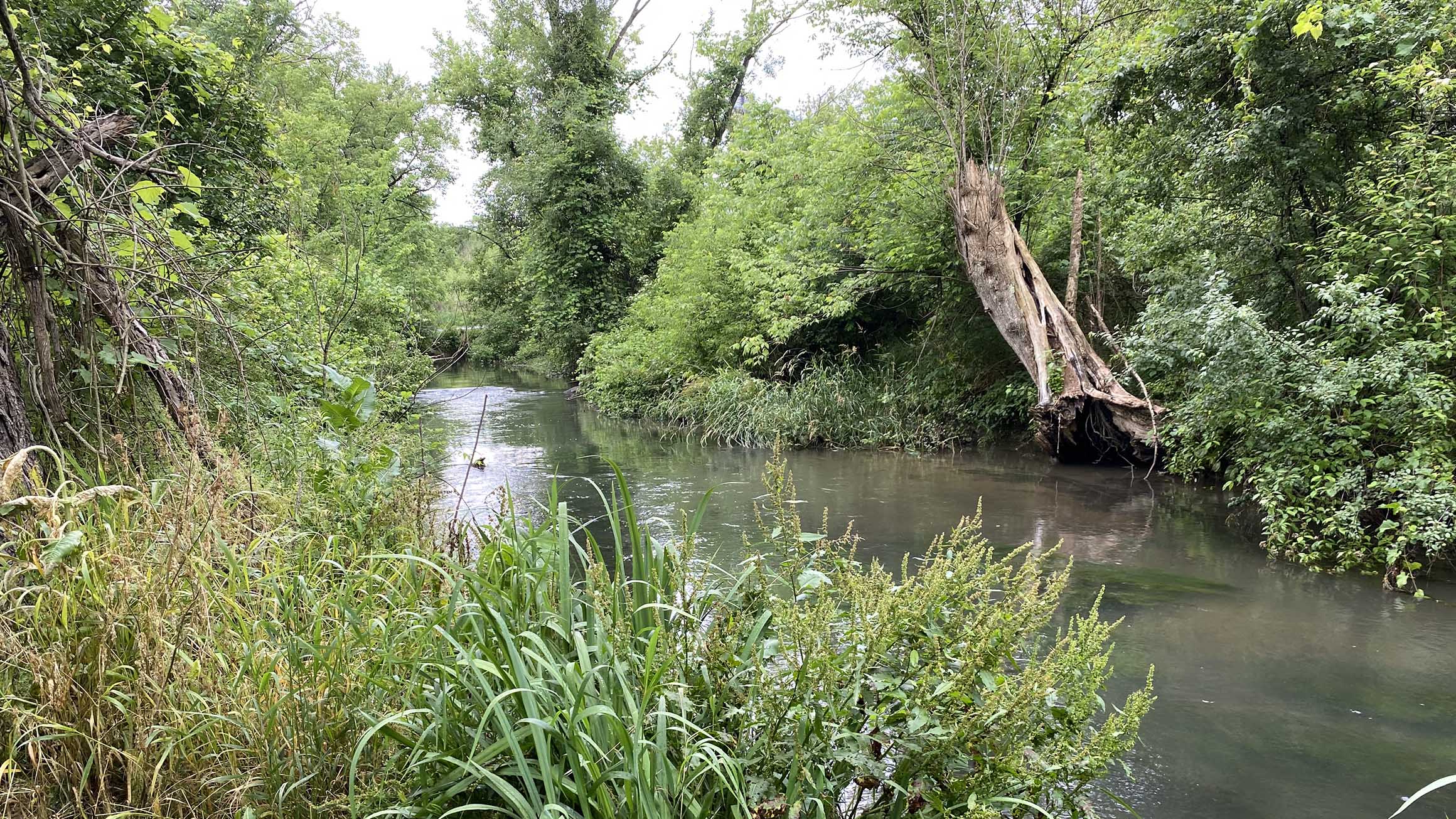 A creek with brush alongside it