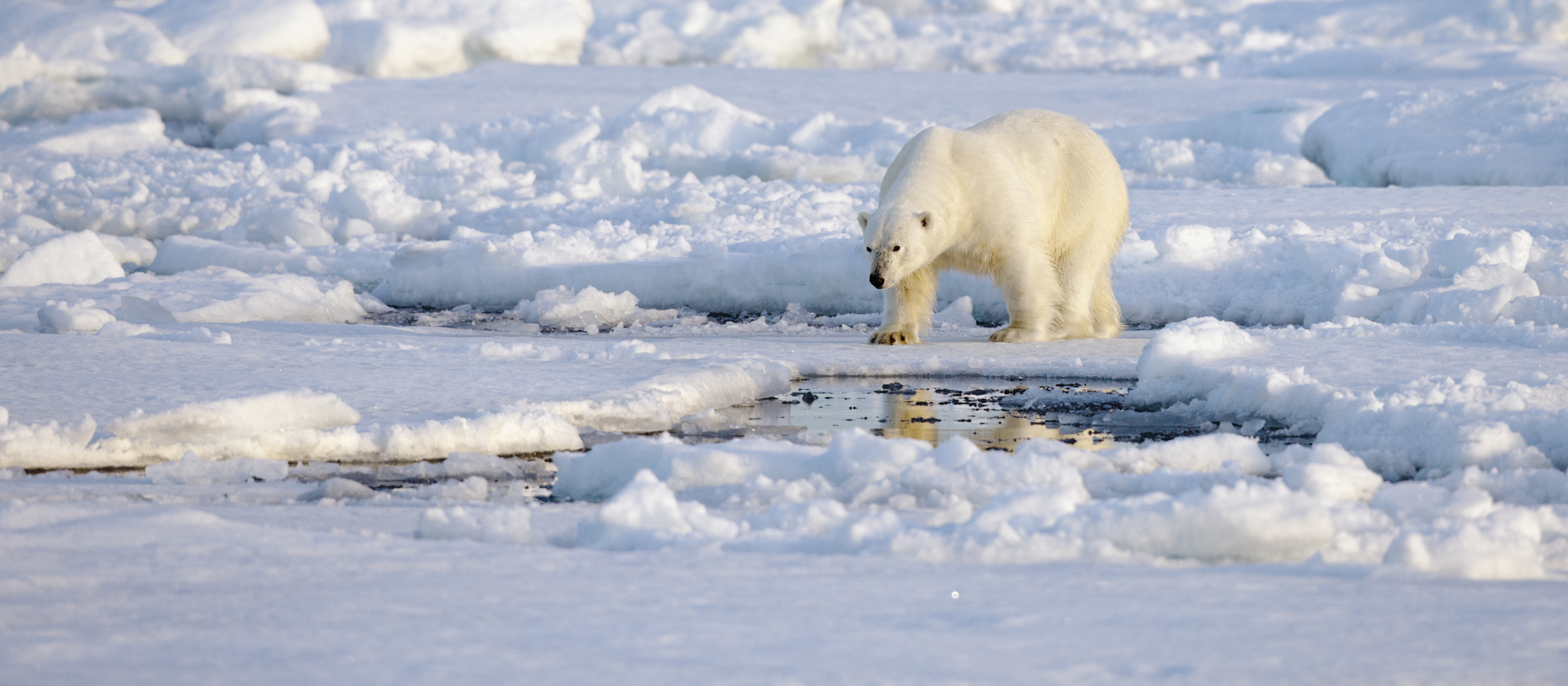 polar bear walking on ice