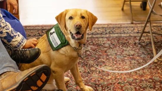 A photo of a Golden Labrador dog.