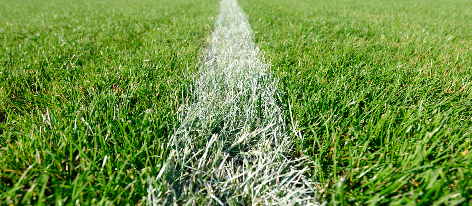 Turfgrass on sports field